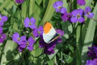 Anthocharis cardamines