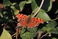 Polygonia c-album