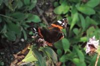Vanessa atalanta