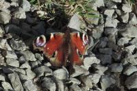 Aglais io