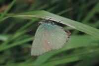 Callophrys rubi