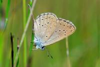 Phengaris alcon
