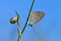 Phengaris alcon