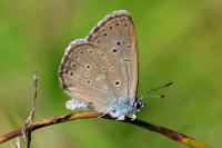 Phengaris alcon