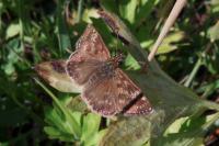Erynnis tages