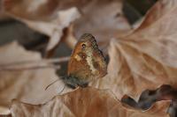 Pyronia tithonus