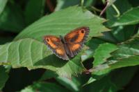 Pyronia tithonus