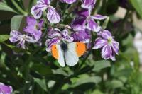 Anthocharis cardamines