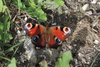 Aglais io