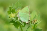 Callophrys rubi