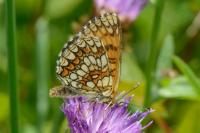 Melitaea athalia