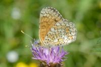 Melitaea phoebe