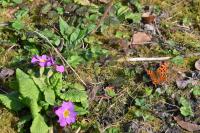 Polygonia c-album