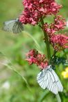 Aporia crataegi