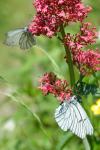 Pieris napi