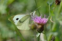 Pieris brassicae