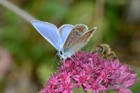 Polyommatus icarus