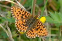 Boloria dia