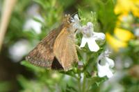 Erynnis tages
