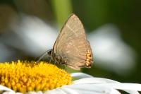 Satyrium w-album