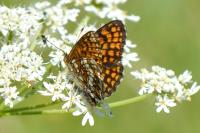 Melitaea athalia
