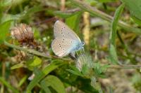Cyaniris semiargus
