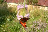 Aglais urticae