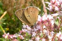 Aphantopus hyperantus