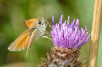 Thymelicus sylvestris