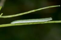 Anthocharis cardamines