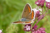 Aricia agestis
