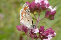 Aricia agestis