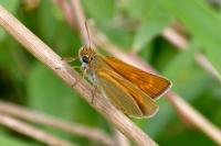 Thymelicus acteon