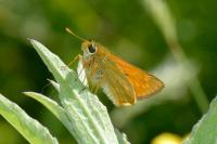 Ochlodes sylvanus