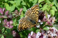 Melitaea cinxia