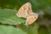 Pyronia tithonus