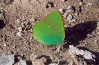 Callophrys rubi