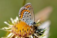 Plebejus idas