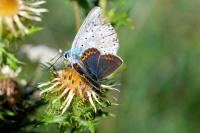 Plebejus idas