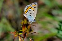 Plebejus idas