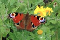 Aglais io