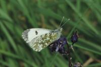 Anthocharis cardamines