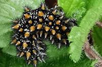 Melitaea athalia
