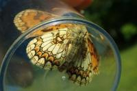 Melitaea parthenoides