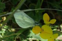 Leptidea sinapis/reali/juvernica