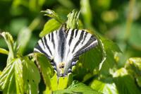 Iphiclides podalirius/feisthamelii