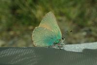 Callophrys rubi