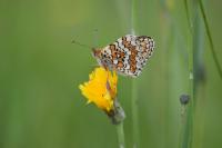 Melitaea phoebe