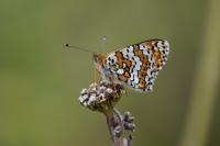 Melitaea cinxia