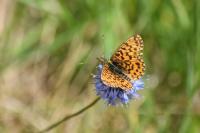 Boloria dia